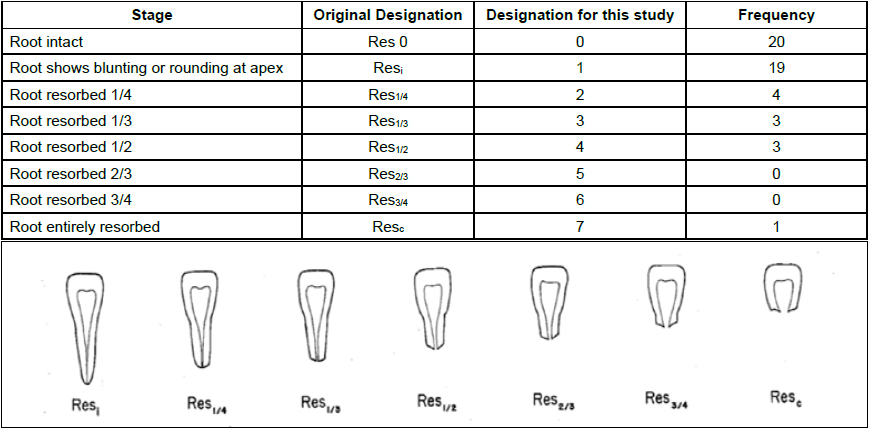 . Root Resorption Stages, modified from Fanning [23]