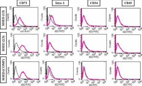 . Flow cytometry analysis of cell surface marker expression in SHED. Cells were stained with antibodies as
indicated. In merged images, dark histograms indicate signal of isotype control and pink histograms show the
positive reactivity with a specific antibody. Representative images indicating the marker expression profile are
shown. A total of 10000 cells were analyzed.