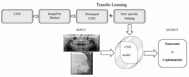 : Simplified structure of the final modality classification convolutional neural network (CNN) model, which has completed
the transfer deep learning on the basis of the network, pre-trained on ImageNet, and which uses panoramic or
cephalometric images as input data and classification labels as the outputs.