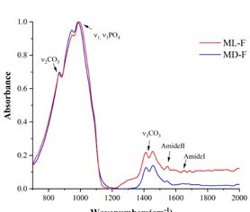 : A typical ATR spectra of mild fluorotic enamel (ML-F)  and moderate fluorotic enamel (MD-F) without NaOCl treatment. The chemical components on enamel whose absorption peaks were between 700 and 2,000 cm-1 are shown.