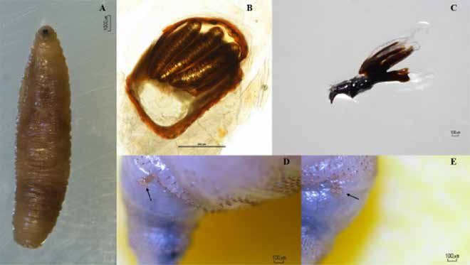 . A) Larva B) Posterior peritreme C) Cephalo-pharyngeal skeleton D-E) Anterior spiracles (Arrow indicates branches)