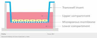: Diagram of a Transwell linsert – courtesy of Vandateb.
com (Transwells- Corning Life Sciences One Riverfront
Plaza, Corning, NY 1483 The lower compartment
contains 0.9mL of DF culture media . 0.1mL of SDF at
0.3% is added to the upper chamber.