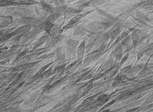 . Dermal Fibroblasts after 30 min. exposure to 0.03%
SDF (600X magnification exposure to SDF (600X
magnification)