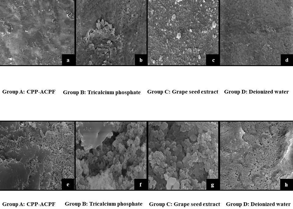 SEM images at 2000 
× magnification of surfaces of the samples before remineralization (a to 
d) and after remineralization (e to h). a. SEM image at 2000 × 
magnification of surfaces of the samples before remineralization treated with 
CPP-ACPF; b. SEM image at 2000 × magnification of surfaces of the 
samples before remineralization treated with Tricalcium phosphate fluoride; c. 
SEM image at 2000 × magnification of surfaces of the samples before 
remineralization treated with Grape seed extract; d. SEM image at 2000 × 
magnification of surfaces of the samples before remineralization treated with 
Deionized water; e. SEM image at 2000 × magnification of surfaces of the 
samples after remineralization treated with CPP-ACPF; f. SEM image at 2000 
× magnification of surfaces of the samples after remineralization 
treated with Tricalcium phosphate fluoride; g. SEM image at 2000 × 
magnification of surfaces of the samples after remineralization treated with 
Grape seed extract; h. SEM image at 2000 × magnification of surfaces of 
the samples after remineralization treated with Deionized water. SEM: Scanning electron microscope, 
CPP-ACPF: Casein phosphopeptide with amorphous calcium phosphate fluoride.