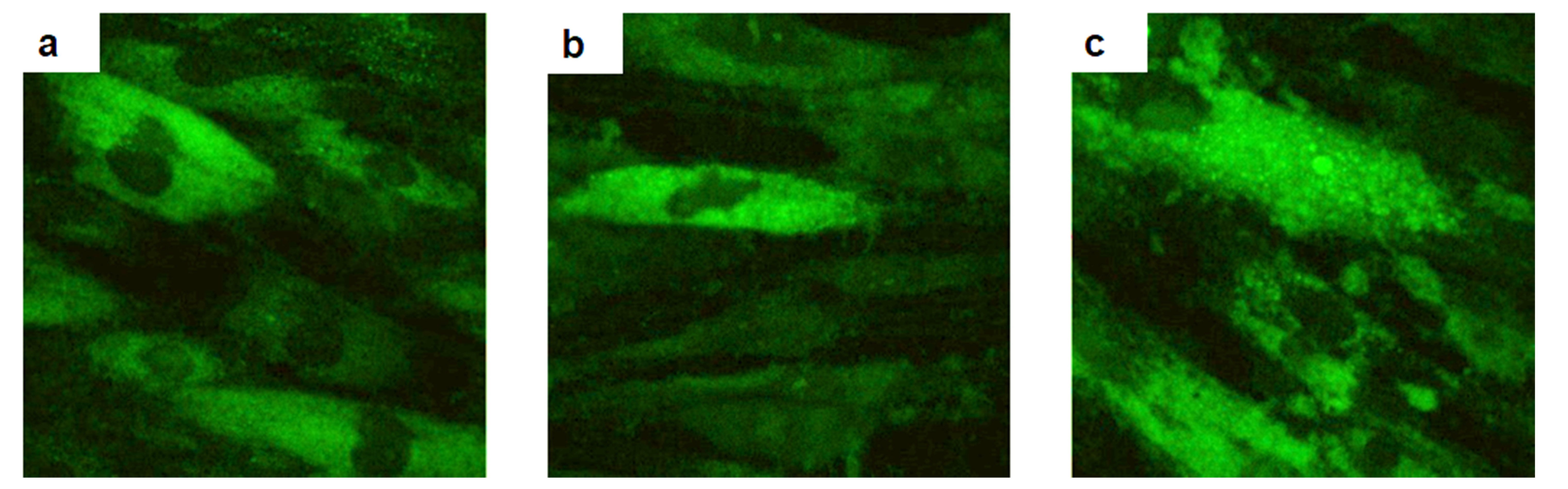 Integrin β1 
expression in hDPFs cell cultures. control group (a), and with Biodentine’s 
eluates from (b) and with MTA’s (c).