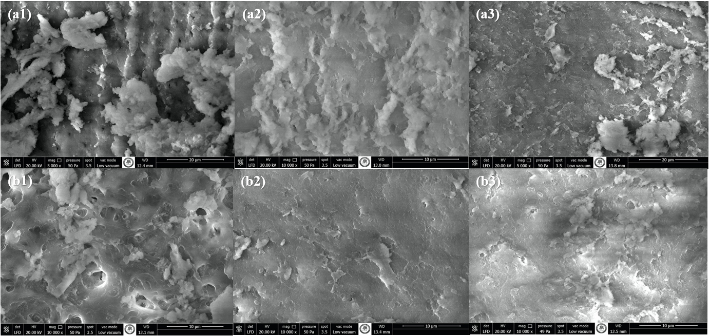 Instrumentation with Protaper Next (a1; coronal, a2; middle, a3;
apical) and Waveone Gold (b1; coronal, b2; middle, b3; apical) (10,000×
magnification).