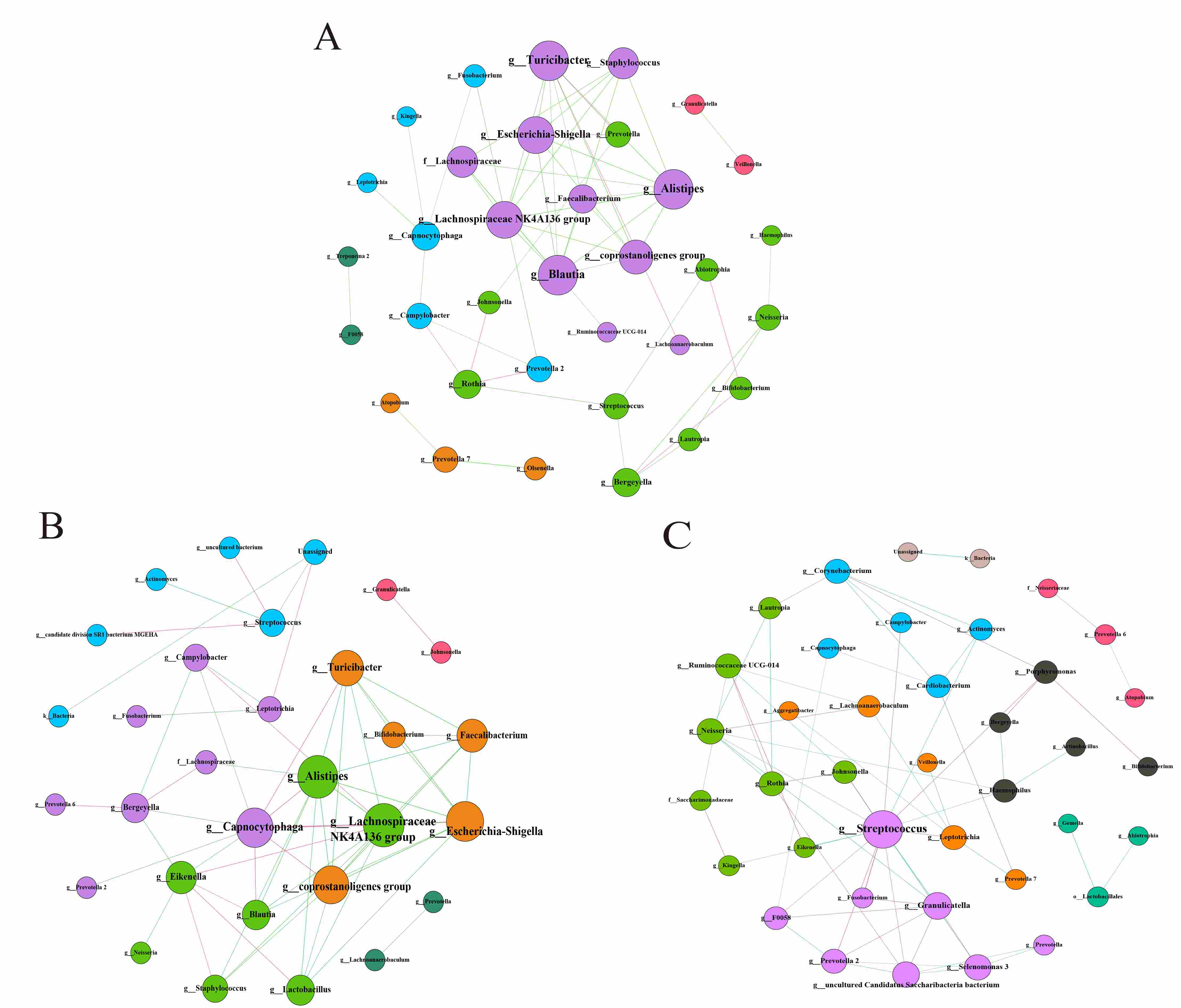 Correlations between enriched microbiota of the CC (A), CH (B)
and HH (C) cohorts. The nodes represent different genera, and their sizes
represent the relative abundance; same color represents a module. The edges among
them indicate correlations; red indicates a negative correlation, and green
indicates a positive correlation.