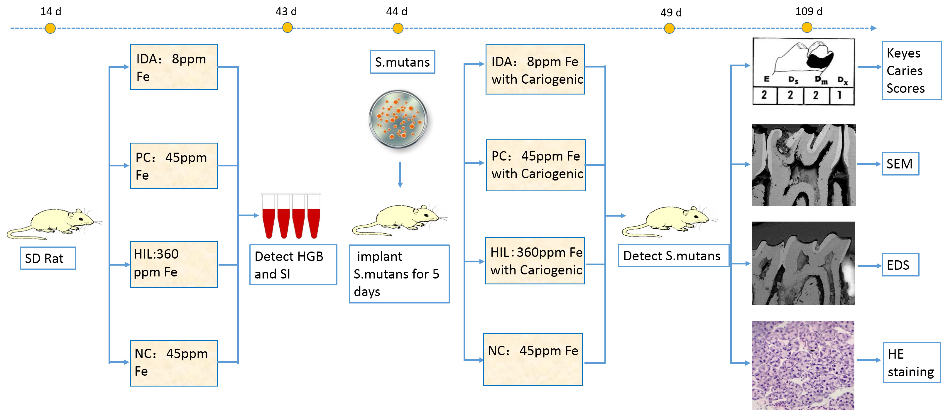 A flowchart of the experimental design of this study. SD:
Sprague Dawley; IDA: Iron-deficiency anemia; PC: Positive control; HIL: high iron
level; NC: Negative control; HGB: hemoglobin; SI: serum iron; SEM: Scanning
electron microscopy; EDS: Energy-dispersive spectroscopy; HE: Hematoxylin and
eosin.