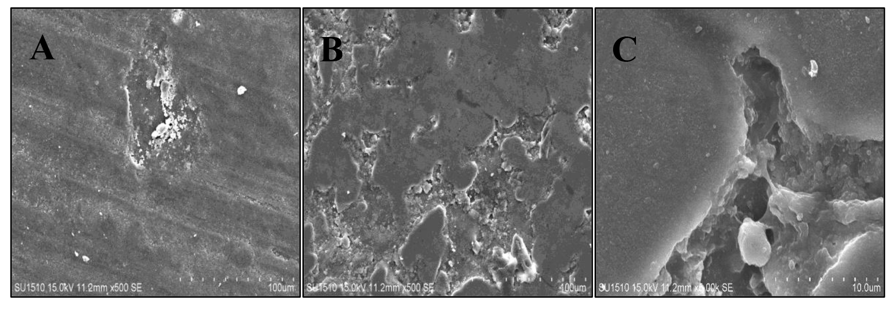 Images of composite material during the gastric acid cycle. (A)
SEM image before composite gastric acid cycle. (B) SEM image after composite
gastric acid cycle (×500). (C) SEM image after composite gastric acid
cycle (×5000).