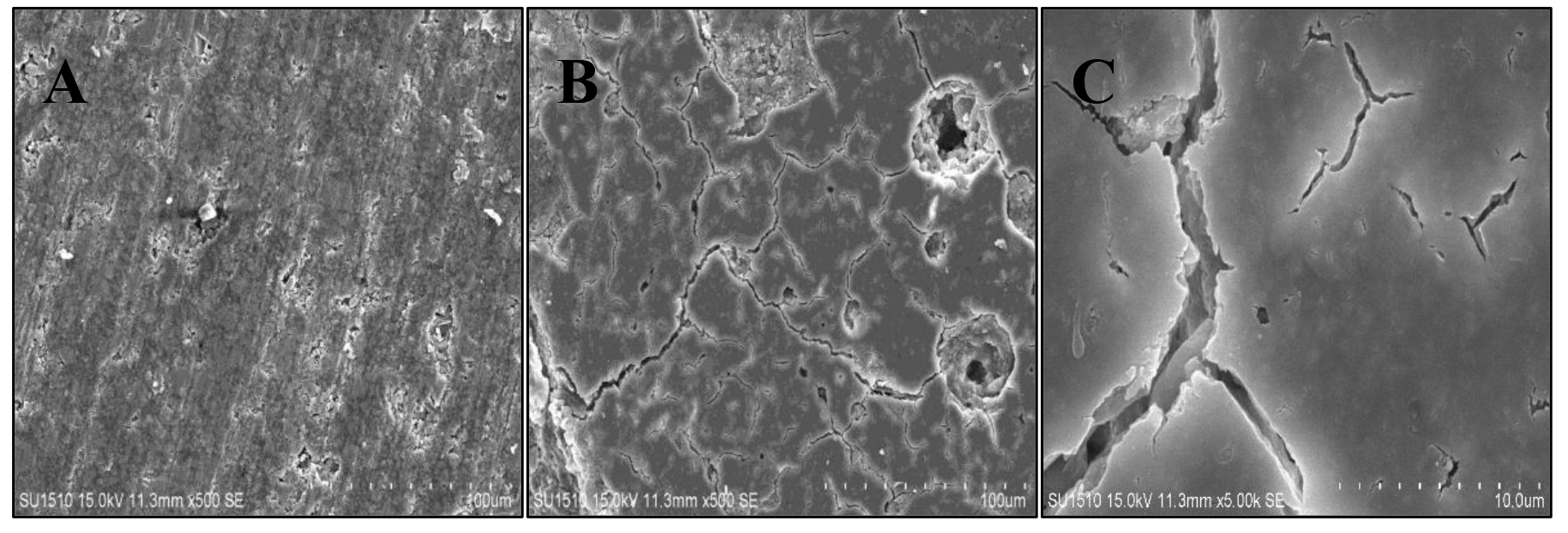 Images of RMCIS material during the gastric acid cycle. (A) SEM
image before RMCIS gastric acid cycle. (B) SEM image after RMCIS gastric acid
cycle (×500). (C) SEM image after RMCIS gastric acid cycle
(×5000).