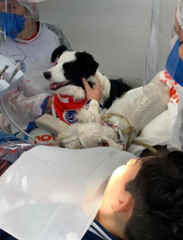 Therapy dog providing AAT during the study.