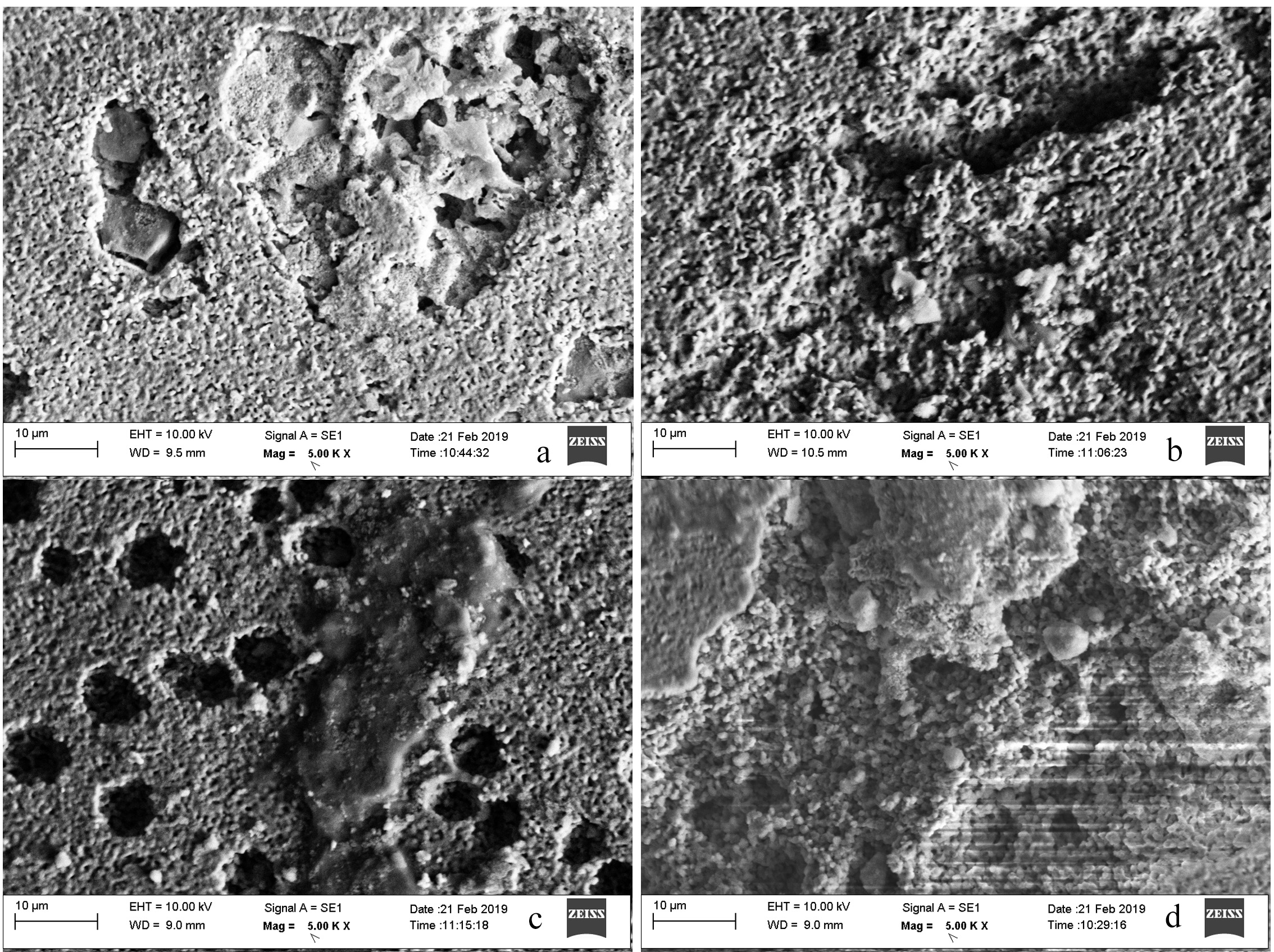 Scanning electron microscopy micrograph images of the 24-hour 
biofilms on the tested specimens. (a) Morphology of S. mutans biofilm 
after the application of fluoridated dentifrice containing 1450 ppm fluoride on 
the HAP disc surfaces (Control Group 1). (b) Morphology of S. mutans 
biofilm after the application of fluoridated dentifrice containing 500 pmm 
fluoride on the HAP disc surfaces (Control Group 2). (c) Morphology of S. 
mutans biofilm after the application of the fluoride-free dentifrice containing 
aloe vera (Group AV). (d) Morphology of S. mutans biofilm after the 
application of negative control group (Group PBS) at a magnification of 
×5000.