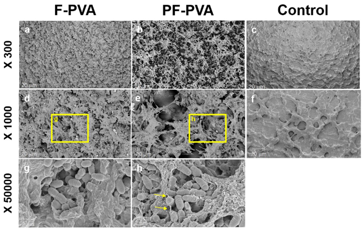 FE-SEM images of S. mutans biofilm. (a, d and g) 
F-PVA; (b, e and h) PF-PVA; (c and f) Control group. Note that extracellular 
polymeric substances (EPS) are visible in PF-PVA (yellow arrows). (g) and (h) are 
high magnification views of the square regions in (d) and (e). The magnification of 
the images was 300× (a–c), 1000× (d–f), and 50000× 
(g and h). F-PVA: fluoride-polyvinyl alcohol; PF-PVA: pullulan incorporated 
fluoride-polyvinyl alcohol.