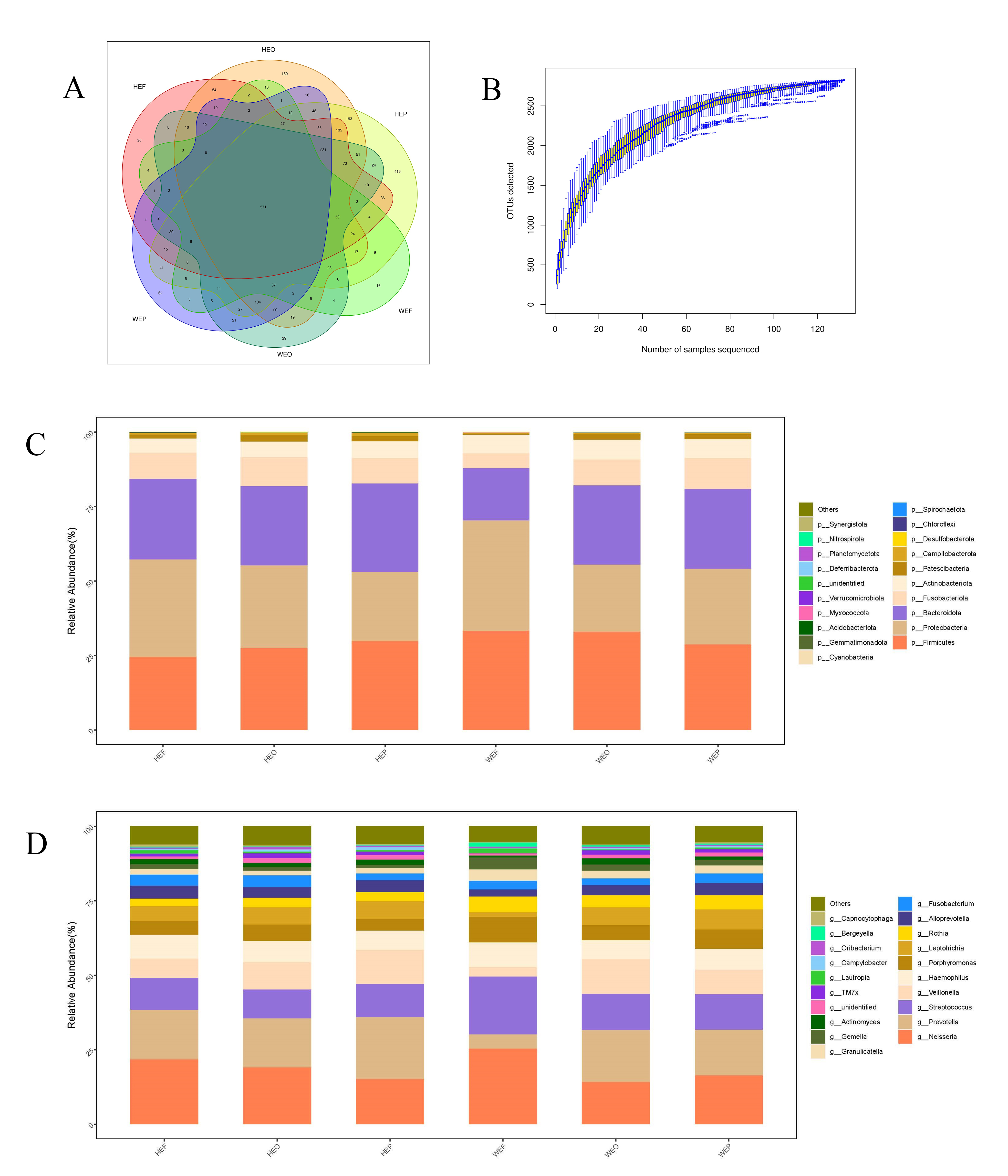 The diversity of salivary microbiota. (A) Venn diagram for the
six groups. (B) Specaccum curve. (C) Phylum relative abundance in the six groups,
and (D) the relative abundance of genera in the six groups. HEF: healthy group of pre-school Han children; HEO: a group of Han pre-school
children with caries; HEP: pre-school Han children with the progressive caries;
WEF: healthy pre-school Uyghur children; WEO: pre-school Uyghur children with
caries; WEP: pre-school Uyghur children with progressive caries.
