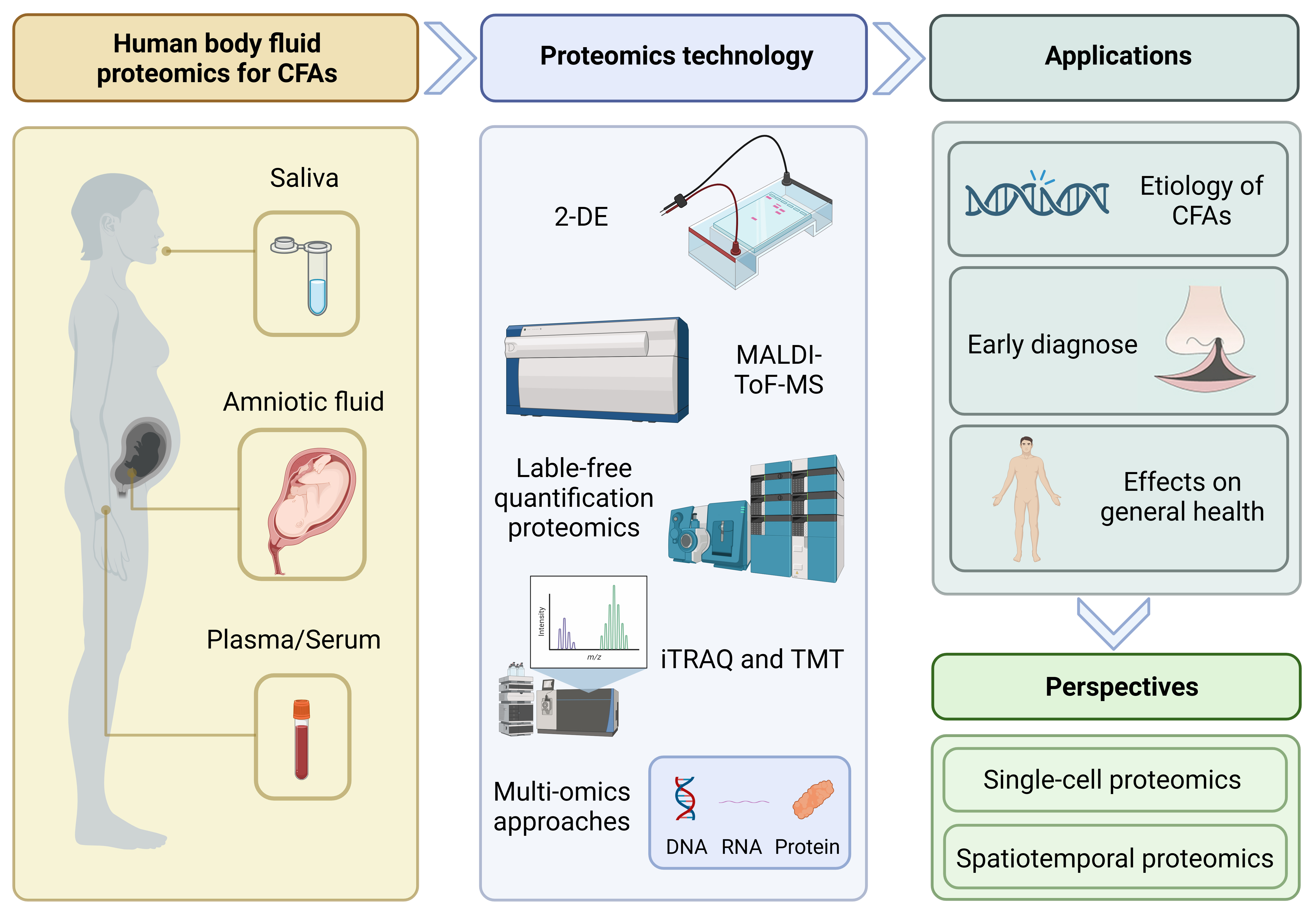 Advancements and contributions of proteomics in congenital 
craniofacial anomaly research. This figure illustrates recent advancements and 
contributions of proteomics to the field of congenital craniofacial anomaly (CFA) 
research. We focus on the novel findings gained from the proteomic analysis of 
human body fluids such as plasma/serum, saliva and amniotic fluid. The evolution 
of proteomics technology from 2-D gel electrophoresis to quantitative proteomics 
and multi-omics approaches has deepened our understanding of CFA etiology, 
facilitated more precise prenatal molecular diagnosis, and provided insights into 
CFA’s effects on general health. In the future, the application of single-cell 
proteomics and spatiotemporal proteomics can promise to further revolutionize CFA 
research, offering more sophisticated tools for in-depth study. 2-DE: 
two-dimensional gel electrophoresis; MALDI-TOF-MS: matrix-assisted laser 
desorption-time of flight mass spectrometry; iTRAQ: isobaric tags for relative 
and absolute quantitation; TMT: tandem mass tags.