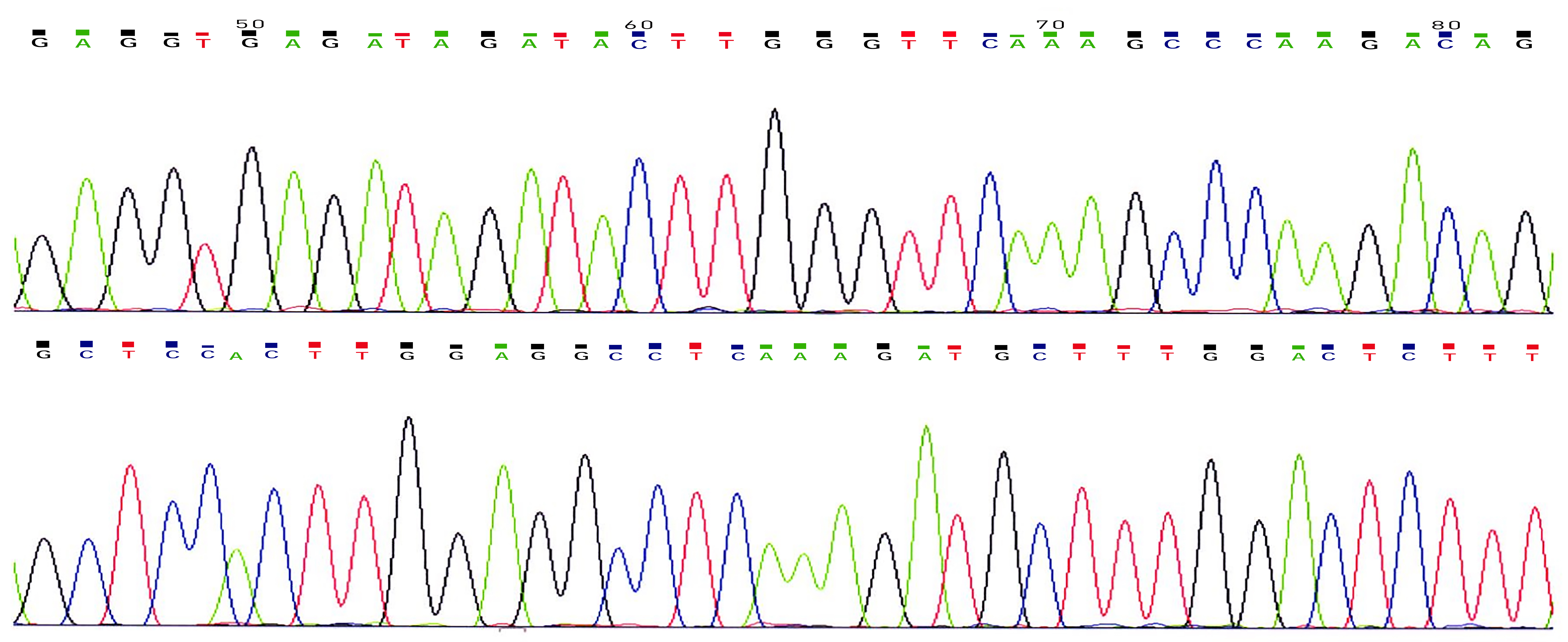 The results of direct sequencing.