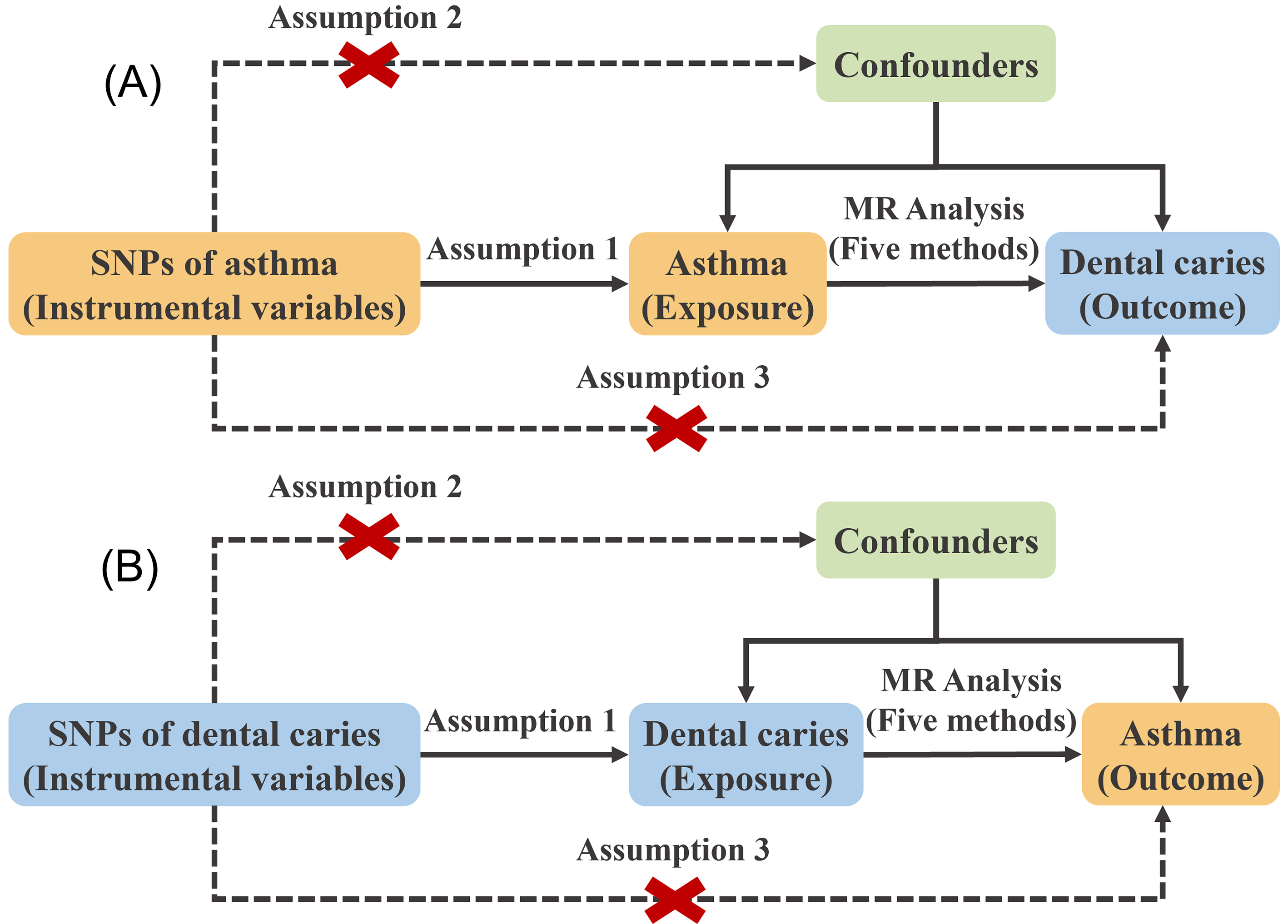 Overview of the two-sample bidirectional Mendelian randomization
in our study. (A) The design of the positive Mendelian randomization analysis.
Asthma-associated SNPs were used as instrumental variables to examine causal
associations between asthma and risk of dental caries. (B) The design of the
reverse Mendelian randomization analysis. Caries-associated SNPs were used as
instrumental variables to examine causal associations between dental caries and
the risk of asthma. Instrumental variables (IVs) used in Mendelian randomization
analysis should satisfy three core assumptions. Assumption 1, IVs should exhibit
a powerful correlation with the exposure but not directly with the outcome;
Assumption 2, IVs should remain independent of confounding factors; Assumption 3,
IVs should exclusively impact the outcome through the exposure and not through
alternative pathways. MR: Mendelian randomization; SNPs: single nucleotide
polymorphisms.