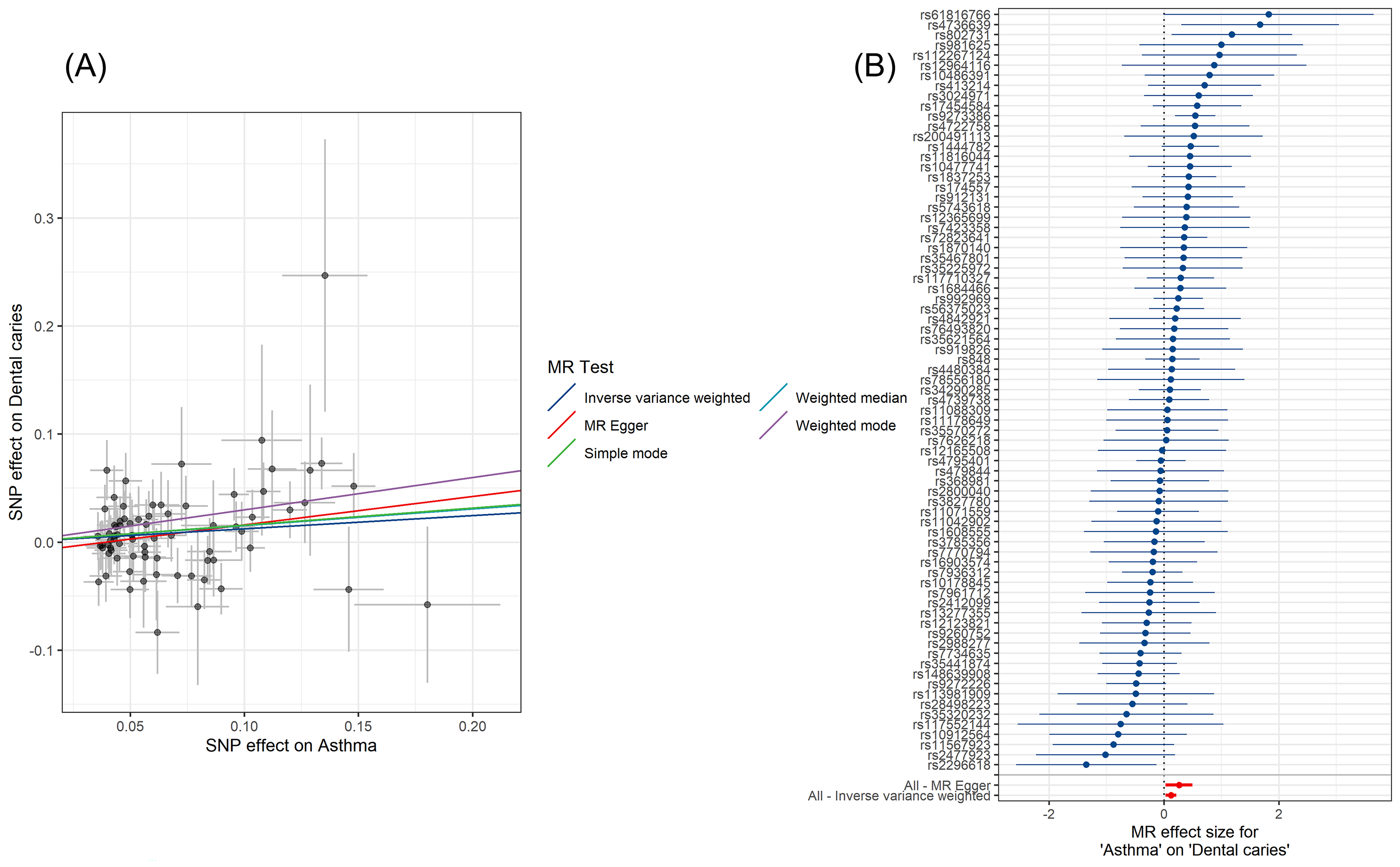 Scatter plot and forest plot of causal estimates for asthma on
dental caries. (A) Scatter plot of causal estimates for asthma on dental caries
performing five MR methods. In the scatter plot, each black dot represents a SNP.
The horizontal coordinate is the SNP effect on exposure and the vertical
coordinate is the SNP effect on outcome. The black crosshairs around each black
dot represent 95% CI of the effect value. The colored horizontal lines represent
the fitting results of different MR methods, and the trend of the horizontal
lines indicates the causal trend of exposure and outcome. From the figure, it can
be inferred that the risk of dental caries increases with elevated asthma.
However, this figure cannot determine whether the results are statistically
significant. (B) Forest plot of causal estimates for asthma on dental caries. In
the forest plot, each horizontal line represents the causal estimate of a single
SNP by calculating the Wald ratio. The bottom red horizontal line shows the
aggregated result for all SNPs. The bottom red line in the figure shows that
asthma increases the risk of dental caries. MR: Mendelian randomization; SNP:
single nucleotide polymorphism; CI: confidence interval.