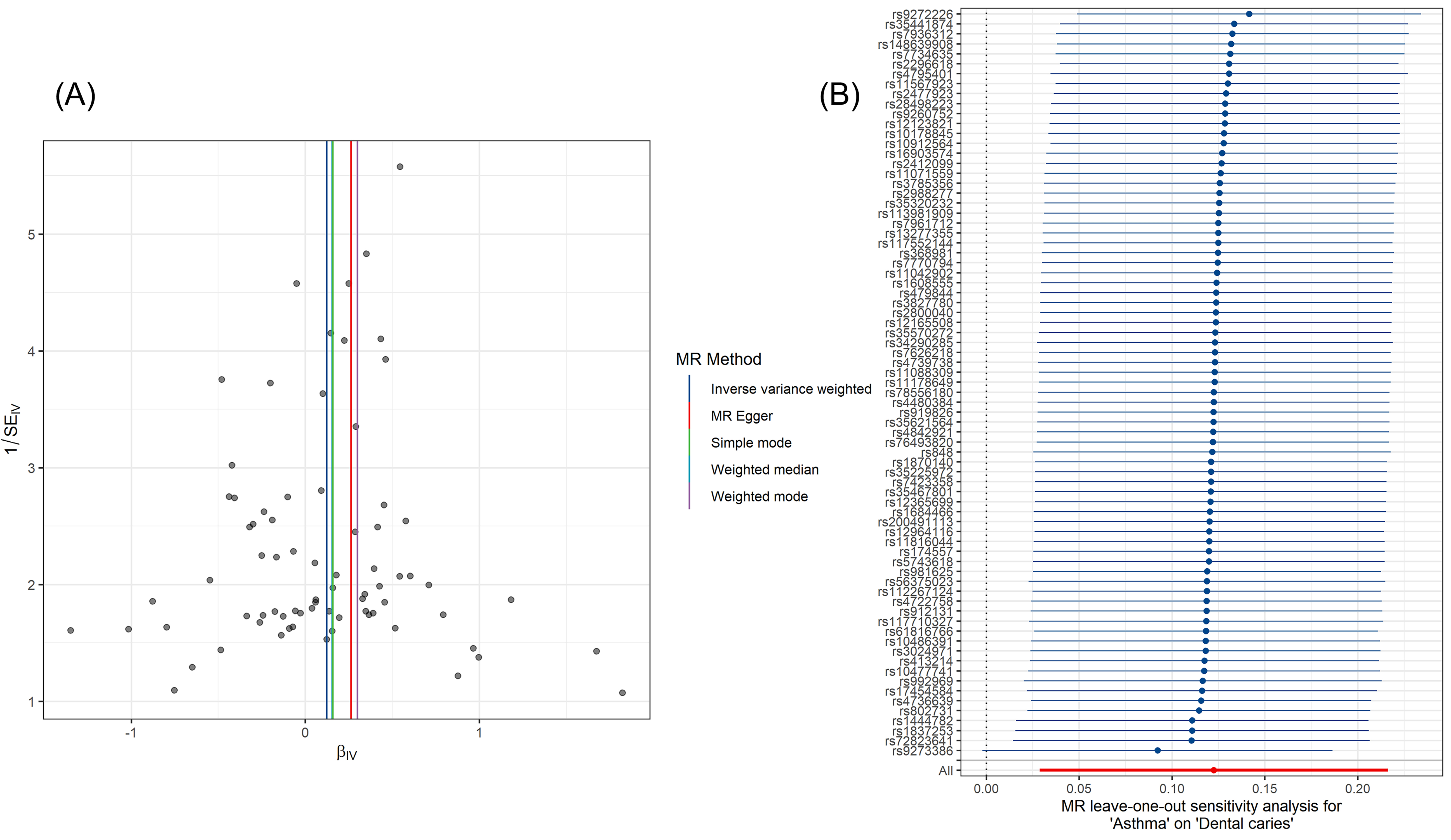 Funnel plot and leave-one-out plot of causal estimates for
asthma on dental caries. (A) Funnel plot of causal estimates for asthma on
dental caries. In the funnel plot, each black dot represents a SNP and colored
vertical lines represents different MR methods. As can be seen in the figure, the
SNPs are symmetrically distributed on both sides of the IVW line. (B)
Leave-one-out plot of causal estimates for asthma on dental caries. Each dot in
the figure represents the overall effect of all remaining SNPs after removing one
SNP, and the horizontal line indicates a 95% CI of the effect value. In the
leave-one-out plot, all dots are on one side of the zero scale line, indicating
that removing any SNP would not have a significant impact on the overall effect.
SNP: single nucleotide polymorphism; MR: Mendelian randomization; IVW: inverse
variance weighted; CI: confidence interval; SE: standard error.