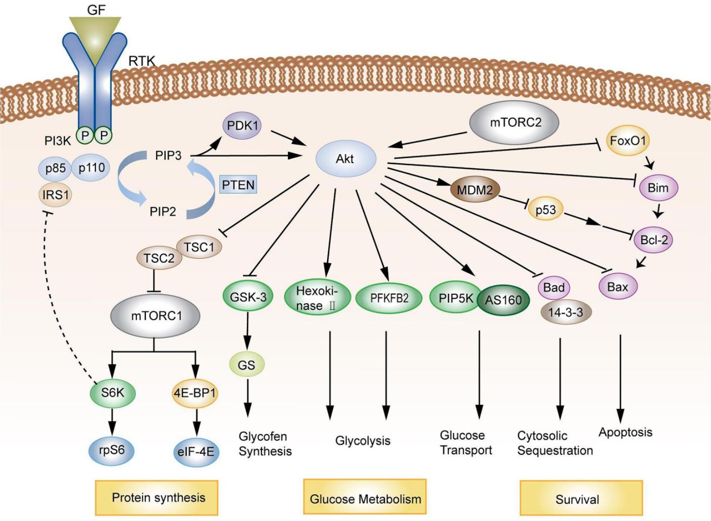Schematic of the PI3K-Akt signaling pathway. RTK recruits PI3K 
following activation and phosphorylation, and phosphorylates PIP2 to PIP3, which 
activates Akt by recruiting PDK1 to the PH domain of Akt, thereby activating the 
entire pathway and regulating protein synthesis, glucose metabolism and survival. 
PI3K, phosphatidylinositol 3-kinase; Akt, protein kinase B; GF, growth factor; 
RTK, receptor tyrosine kinase; PDK1, 3-phosphoinositol-dependent protein 
kinase-1; PTEN, phosphatase and tensin homolog; PIP2, 
phosphatidylinositol(4,5)bisphosphate; PIP3, Phosphoinositide 3-kinase; p85, 
Regulate subunit; p110, catalytic subunit; IRS1, insulin receptor substrate 1; 
TSC1, TSC complex subunit 1 Gene; TSC2, TSC complex subunit 2; mTORC1, 
Mechanistic target of rapamycin complex 1; mTORC2, Mechanistic target of 
rapamycin complex 2; MDM2, Mouse doubleminute 2 homolog; S6K, Ribosomal protein 
S6 kinase beta; rpS6, ribosomal protein S6; 4E-BP1, 4E-binding protein 1; elF-4E, 
eukaryotic initiation factor 4E; GSK-3, glycogen synthase kinase-3; PFKFB2, 
6-phosphofructo-2-kinase; AS160, RabGAP protein containing multifunctional 
domain; Bad, Bcl-2asociated death promoter; Bcl-2, B-cell lymphoma-2; FoxO1, 
forkhead box O1; Bim, Bcl-2 interacting mediator of cell death [41].