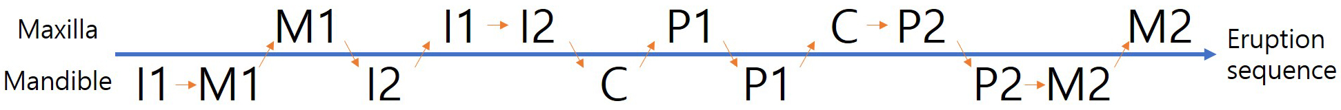 Eruption sequence of permanent teeth according to the mean age 
at tooth emergence. I1, central incisor; I2, lateral incisor; C, canine; P1, 
first premolar; P2, second premolar; M1, first molar; M2, second molar. The upper 
row represents the maxillary teeth, whereas the lower row represents the 
mandibular teeth. If a tooth number is written on the left side of the arrow, it 
indicates that it erupts earlier than the tooth number written on the right side.