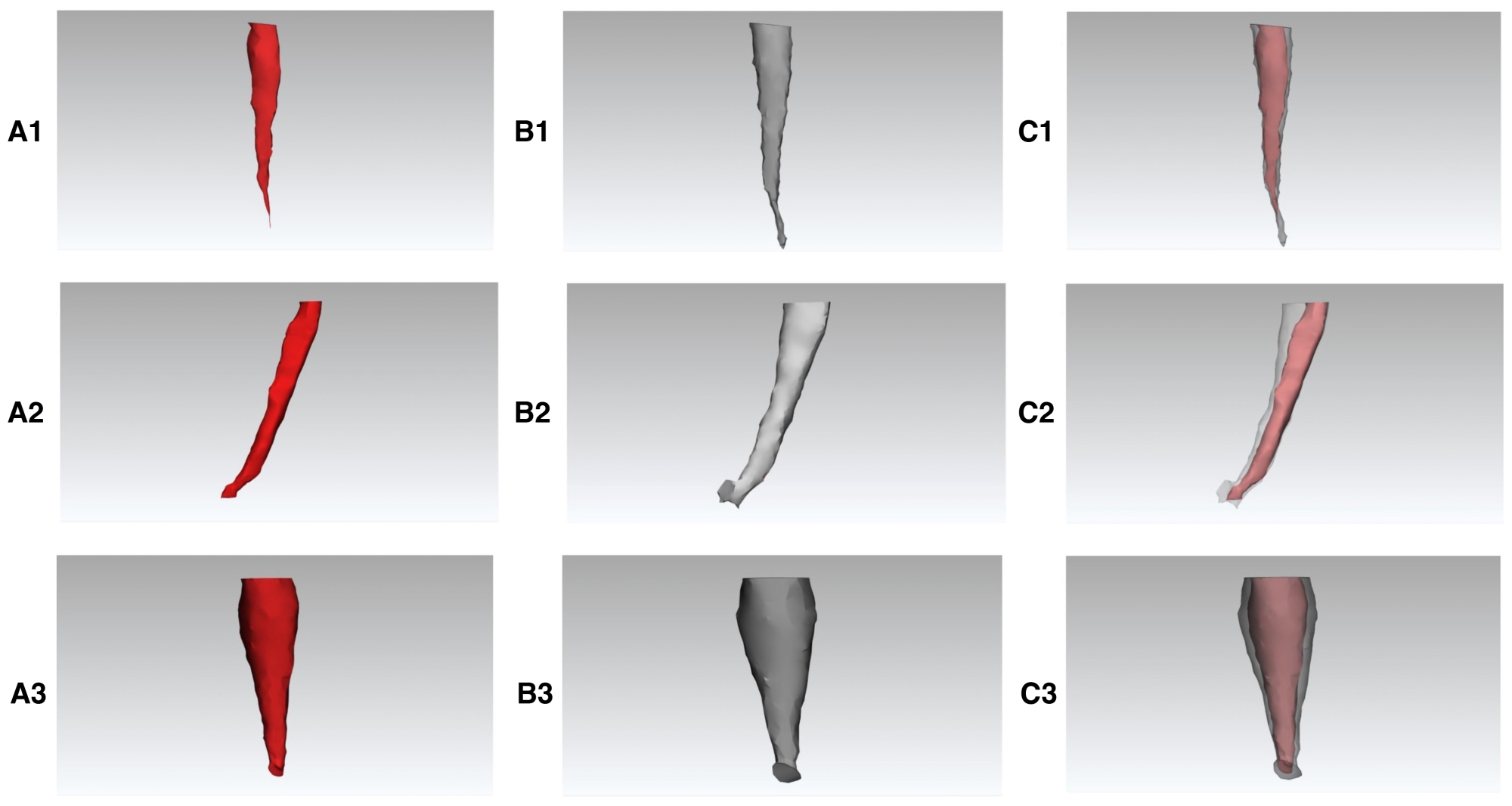 The area and volume measurements of each tooth root were 
calculated independently by separating the roots from the tooth. The image shows 
the segmentation results of three different tooth roots under different 
conditions. (A) Root canal shape before preparation; (B) Root canal shape after 
preparation; (C) Overlapping of the root canal before and after preparation; (1) 
Mesio-buccal canal; (2) Mesio-lingual canal; (3) Distal canal.