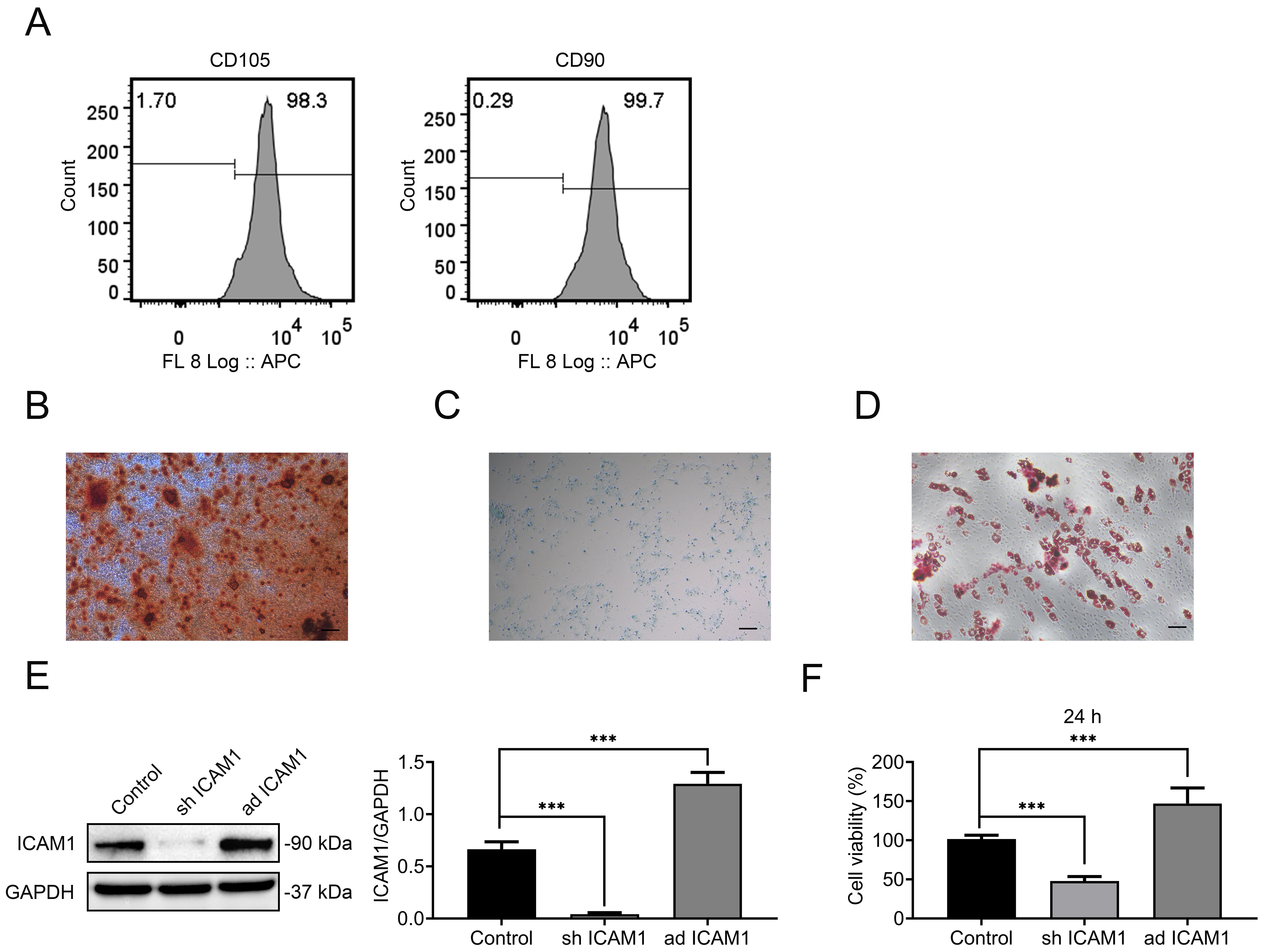 ICAM1 promotes the proliferation of DPSCs. (A) Flow cytometric
analysis showing DPSC expression of mesenchymal surface markers CD105 and CD90.
(B) Alizarin Red S staining revealing mineralized nodule formation following
osteogenic induction. (C) Alcian Blue staining demonstrating chondrogenic matrix
deposition. (D) Oil Red O staining indicating intracellular lipid droplet
accumulation. (E) Western blot analysis confirming ICAM1 overexpression and
knockdown in DPSCs. (F) Cell proliferation assessed by CCK-8 assay in control,
ICAM1-overexpressing (ad ICAM1), and ICAM1-silenced (sh ICAM1) groups. Data are
presented as mean ± SD; ***p < 0.001; technical replicates, n =
3. ICAM1: intercellular adhesion molecule 1; CD: Cluster of Differentiation; FL:
Flight Level; APC: Allophycocyanin; GAPHD:
Glyceraldehyde-3-Phosphate Dehydrogenase.