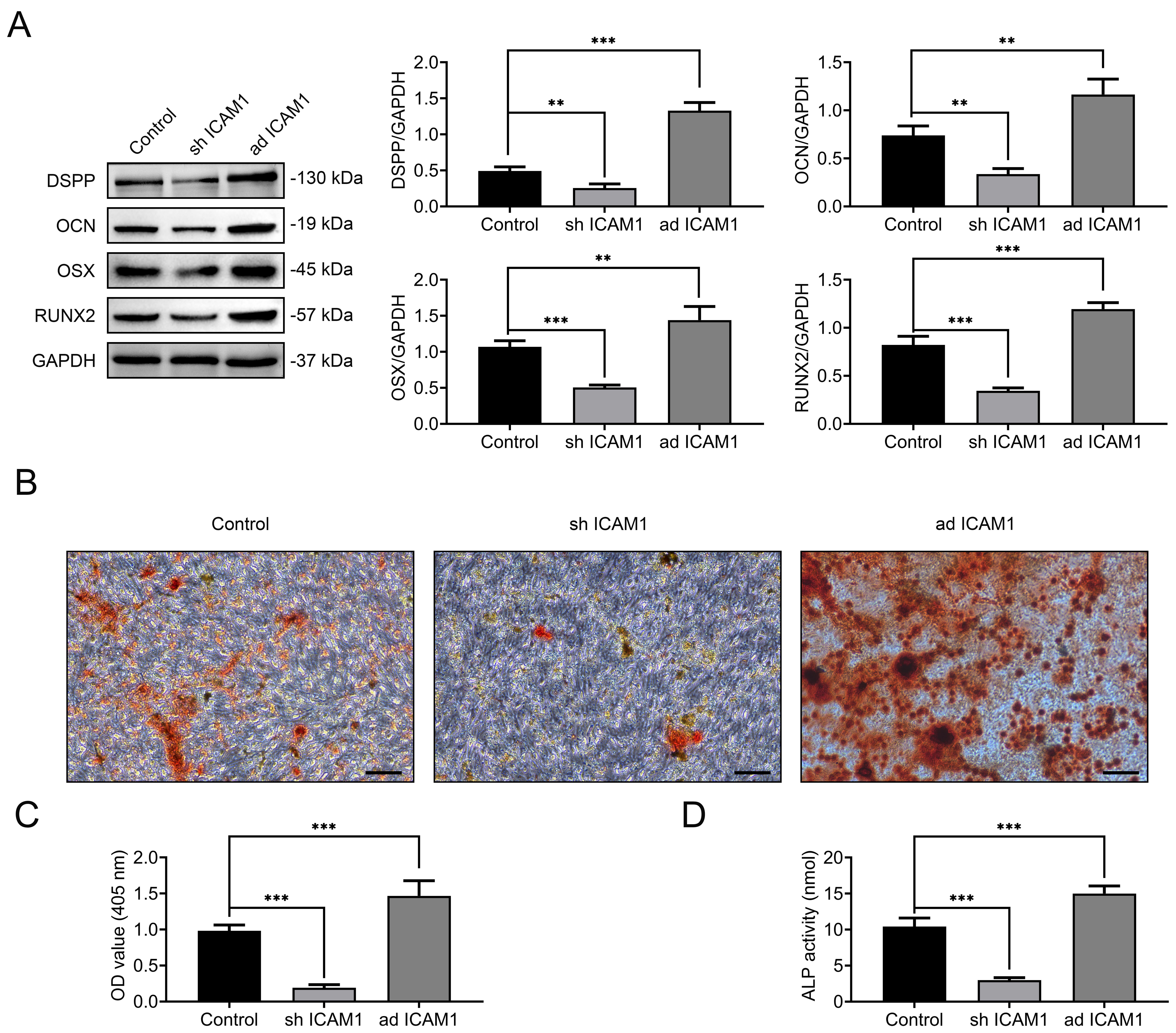 ICAM1 enhances the odontogenic differentiation potential of
DPSCs. (A) Western blot analysis of odontogenic markers DSPP, OCN, RUNX2, and
OSX in DPSCs under different ICAM1 expression conditions. (B,C) Alizarin Red S
staining and quantitative analysis of mineralized matrix deposition. (D) ALP
activity measurement after 7 days of osteogenic induction. Data are presented as
mean ± SD; **p < 0.01, ***p < 0.001; technical
replicates, n = 3. Abbreviations: DSPP: dentin sialophosphoprotein; OCN:
osteocalcin; RUNX2: runt-related transcription factor 2; OSX: osterix; ICAM1:
intercellular adhesion molecule 1; GAPHD: Glyceraldehyde-3-Phosphate
Dehydrogenase; OD: Optical Density; ALP:
Alkaline Phosphatase.
