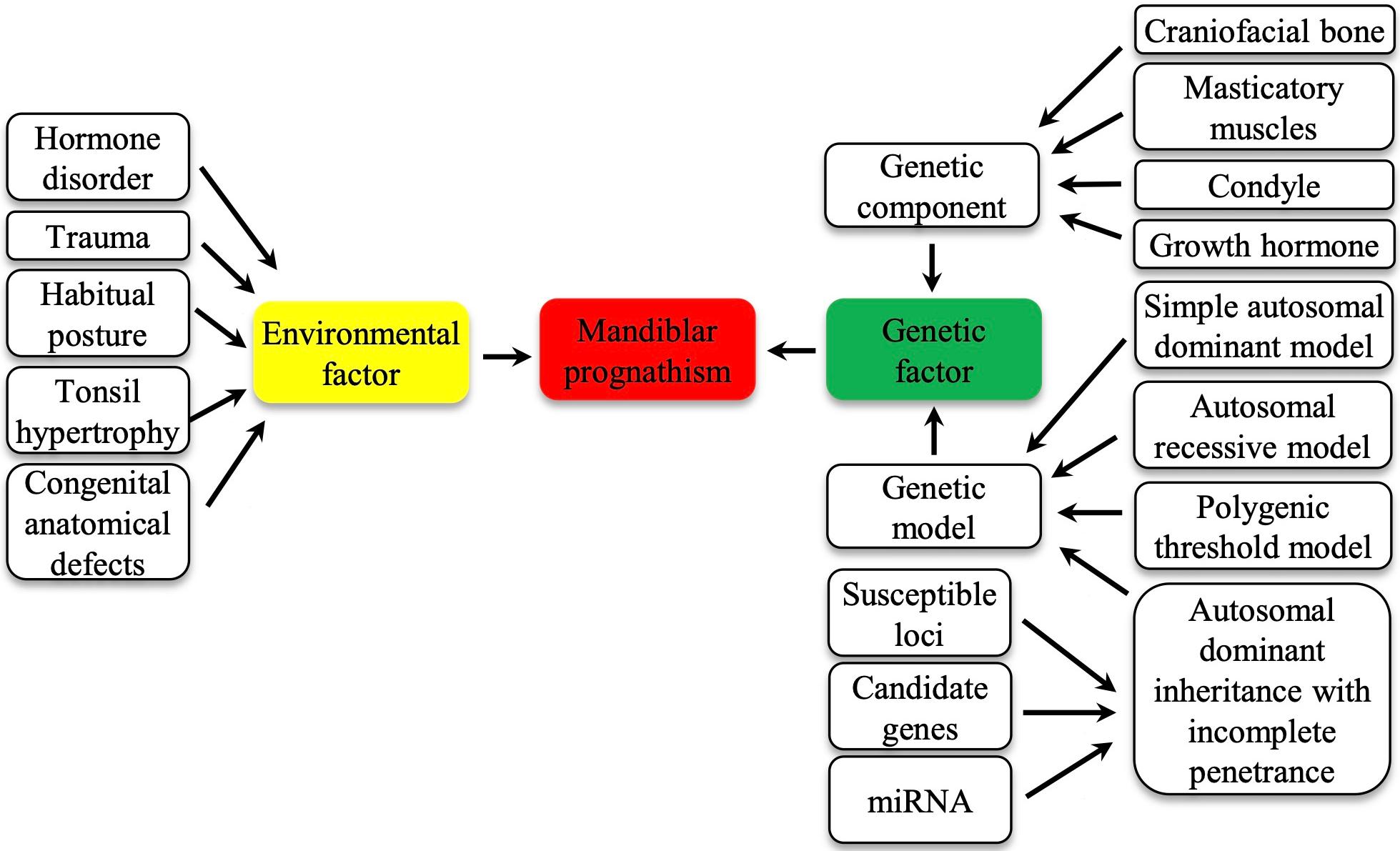 Factors involved in MP. Environmental factors, such as hormonal
disorders, trauma, habitual postures, tonsil hypertrophy and congenital
anatomical defects, can contribute to the development of MP. Similarly, genetic
factors related to craniofacial bone, masticatory muscle, condyle, and growth
hormone can also play a role. The interplay between these environmental and
genetic factors influences the formation of MP. The black and white boxes
represent different factors. The yellow box represents environmental factors, the
green box represents various genetic factors, and the red box represents MP. The
direction of the arrows indicates which contents of the boxes can be affected.
