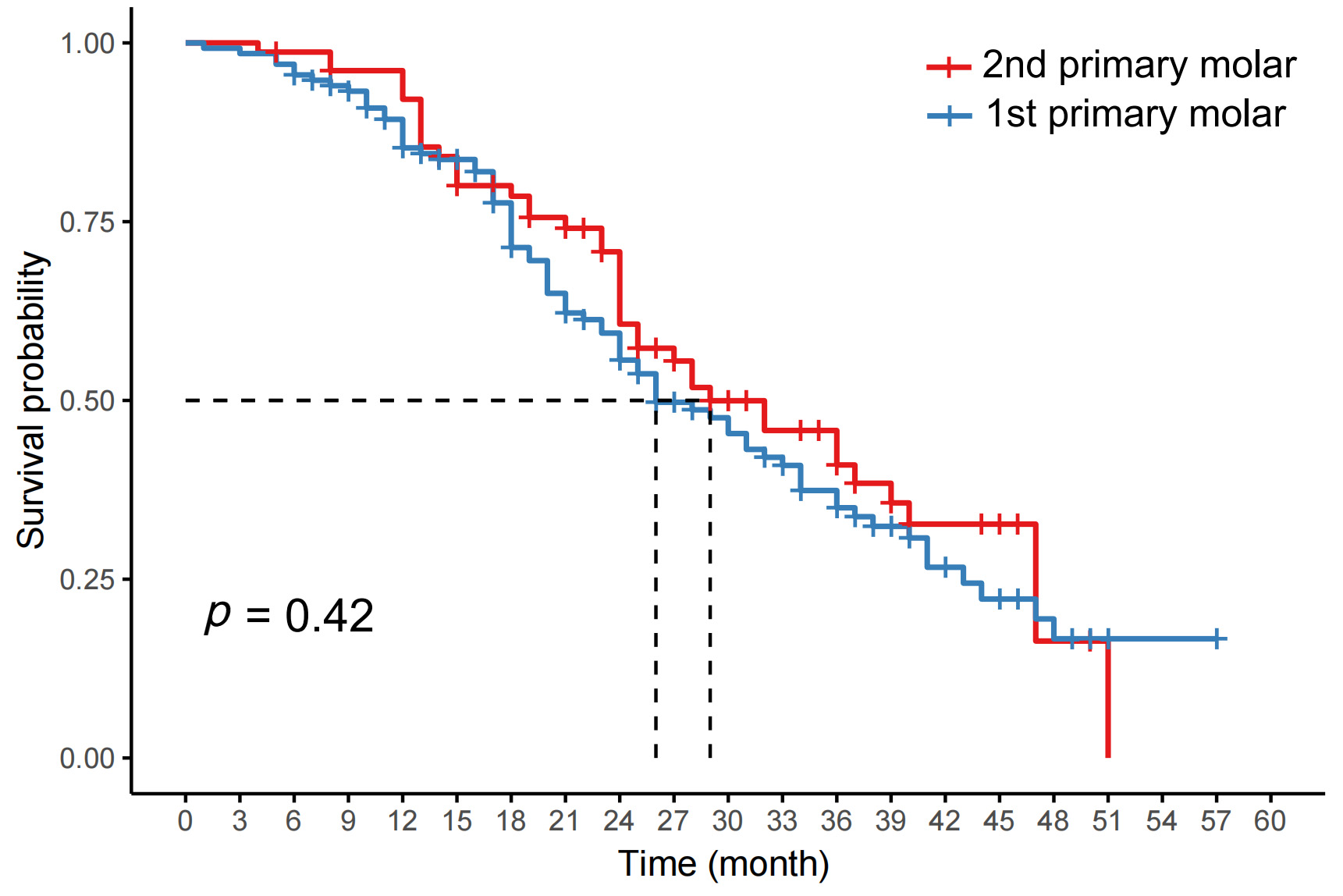 Survival rates of the teeth during the follow-up period in 
different tooth type.