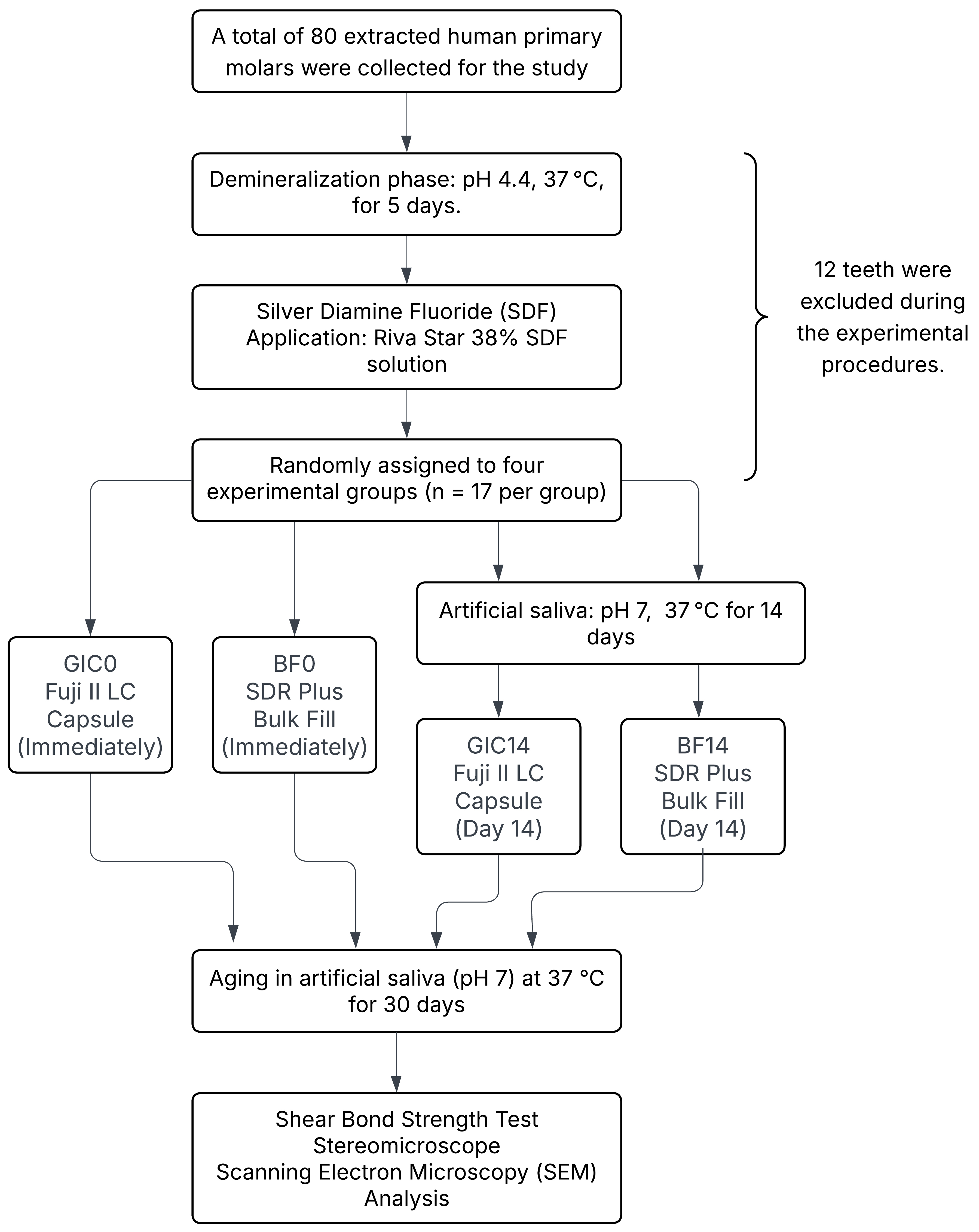 Flowchart of the in vitro study design and group allocation. GIC0: resin-modified glass ionomer
cement—day 0; BF0: bulk-fill composite—day 0; GIC14: resin-modified glass
ionomer cement—day 14; BF14: bulk-fill composite—day 14.