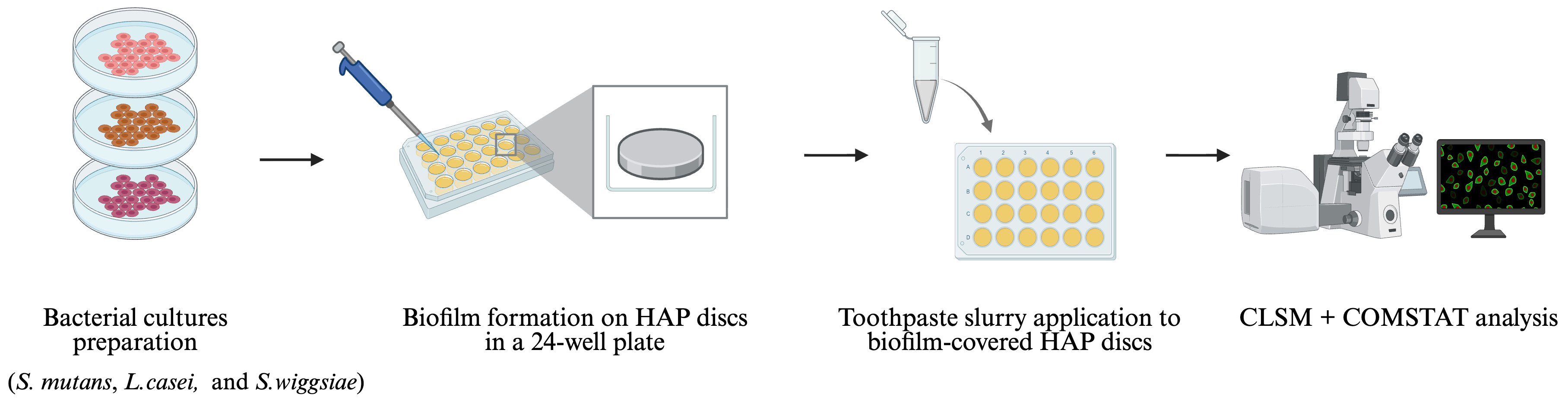 Experimental workflow of multispecies biofilm formation and
analysis. Multispecies bacterial suspensions consisting of Streptococcus
mutans, Lactobacillus casei, and Scardovia wiggsiae were
inoculated onto hydroxyapatite (HAP) discs placed in 24-well plates for biofilm
formation. Following incubation, established biofilms were treated with
toothpaste slurries according to experimental groups. Biofilm viability and
biomass were analyzed using confocal laser scanning microscopy (CLSM) and
quantified with COMSTAT software. HAP, hydroxyapatite; CLSM, confocal laser
scanning microscopy.